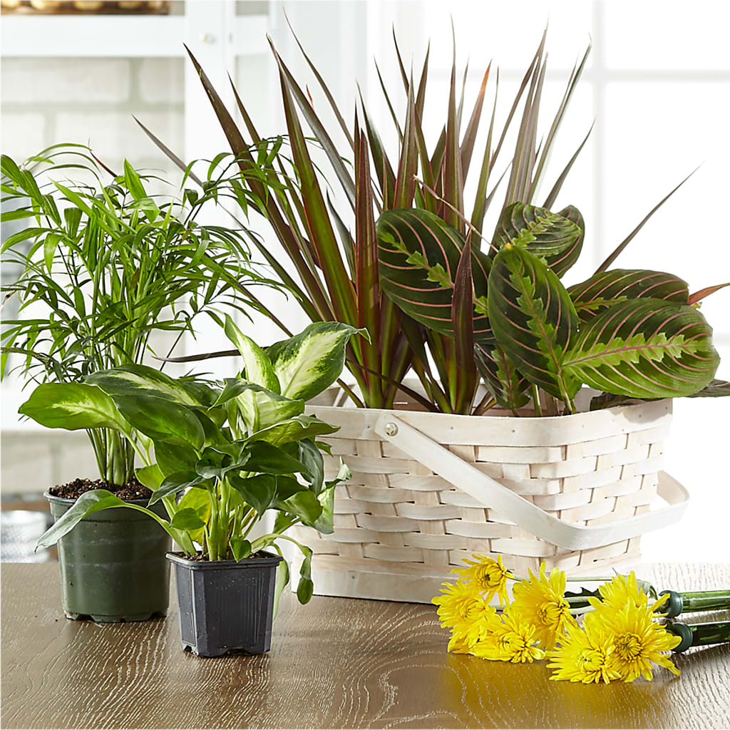 Florist Designed Blooming and Green Plants in a Basket – Eaton Floral Inc, Eaton OH