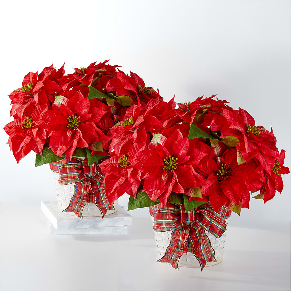 Happiest Holidays Poinsettia Bundle – Eaton Floral Inc, Eaton OH