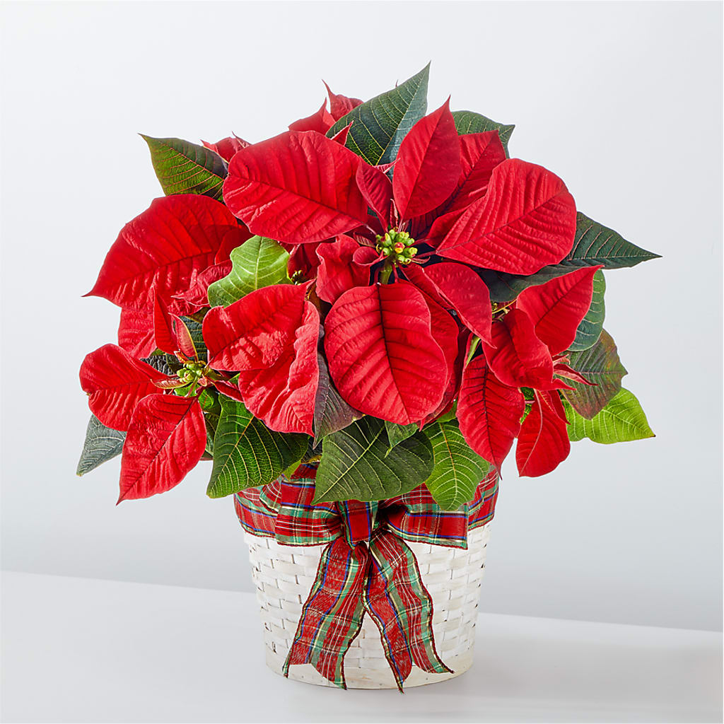 Happiest Holidays Poinsettia – Eaton Floral Inc, Eaton OH