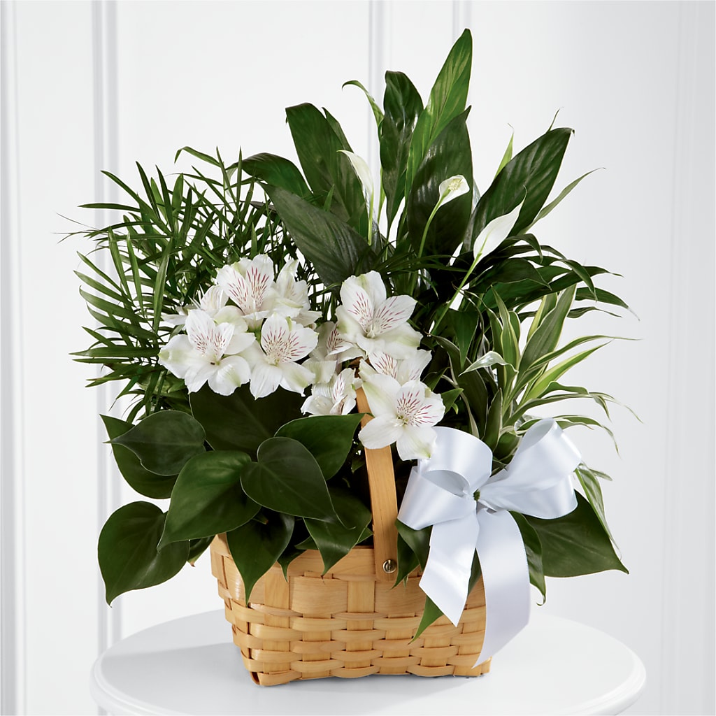 Peace & Serenity Dishgarden – Eaton Floral Inc, Eaton OH