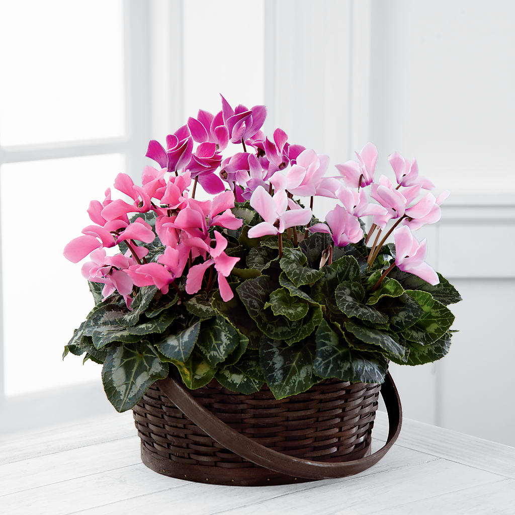 Mixed Cyclamen Planter – Eaton Floral Inc, Eaton OH