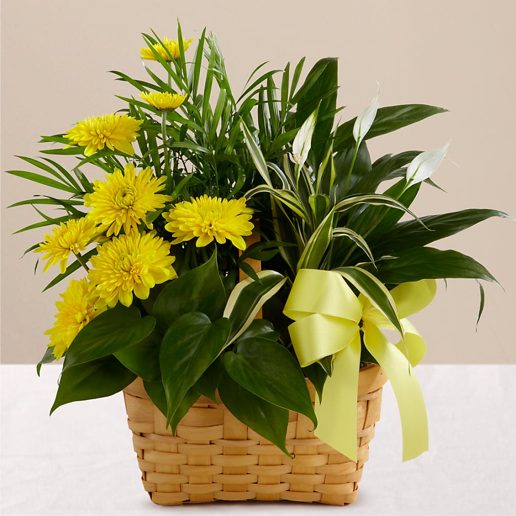 Loving Light Dishgarden – Eaton Floral Inc, Eaton OH
