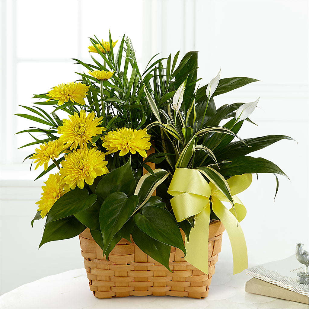 Loving Light Dishgarden – Eaton Floral Inc, Eaton OH