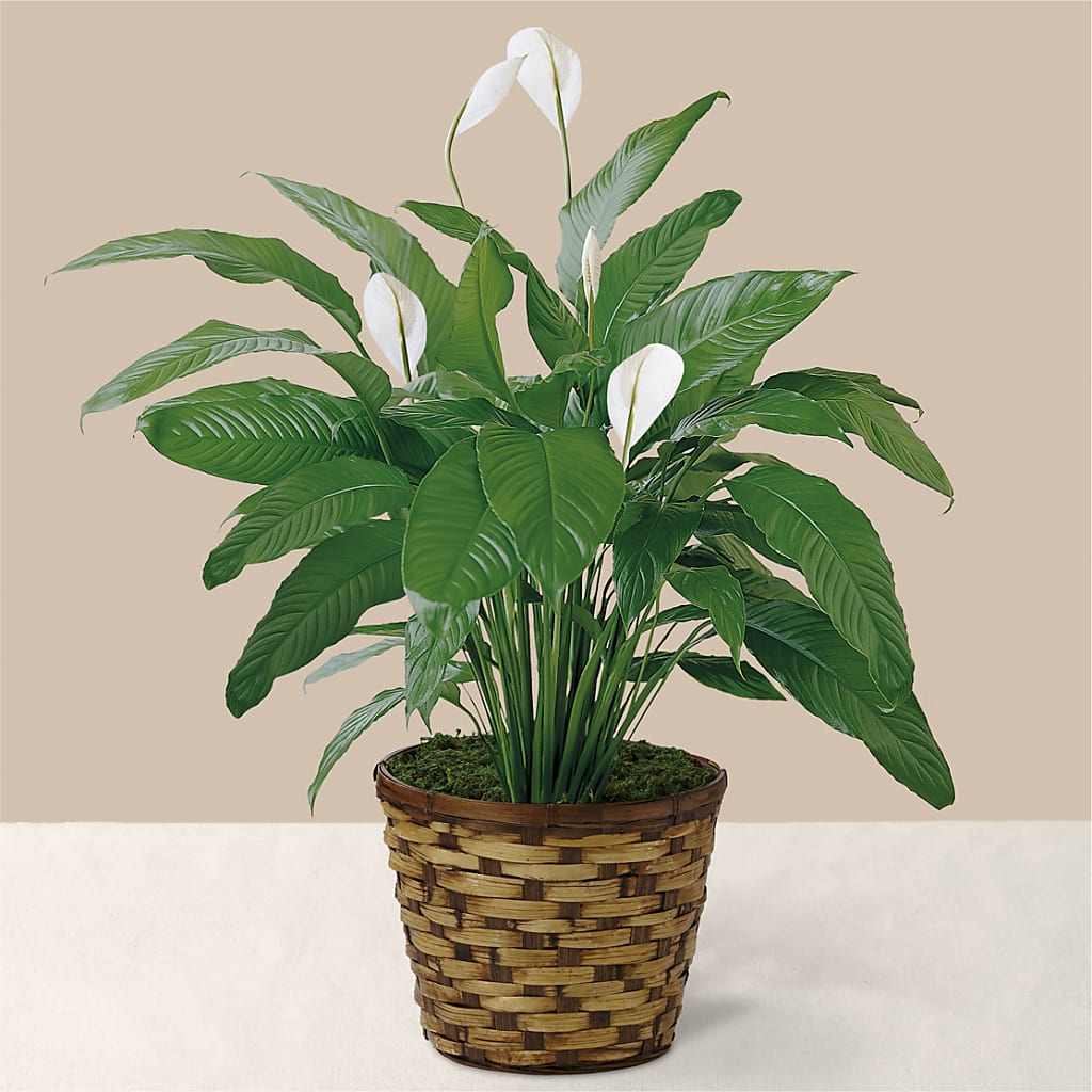 Tranquil Moments Peace Lily Plant – Eaton Floral Inc, Eaton OH