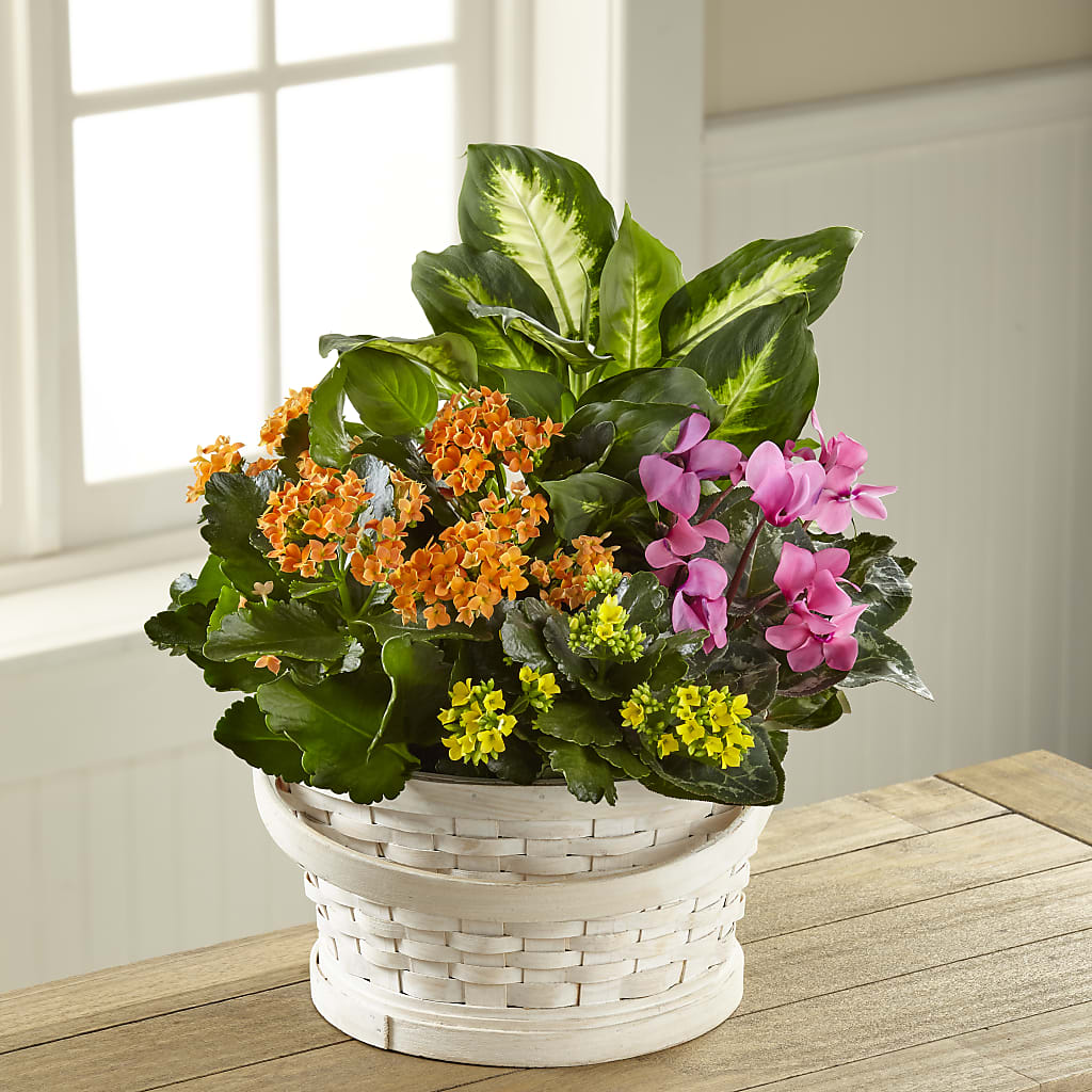 Color Crush Dishgarden – Eaton Floral Inc, Eaton OH