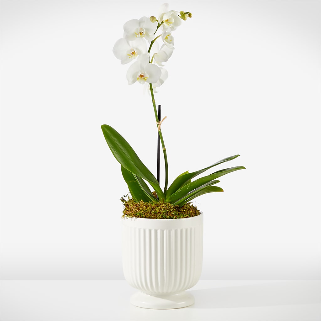 Whispering White Orchid – Eaton Floral Inc, Eaton OH