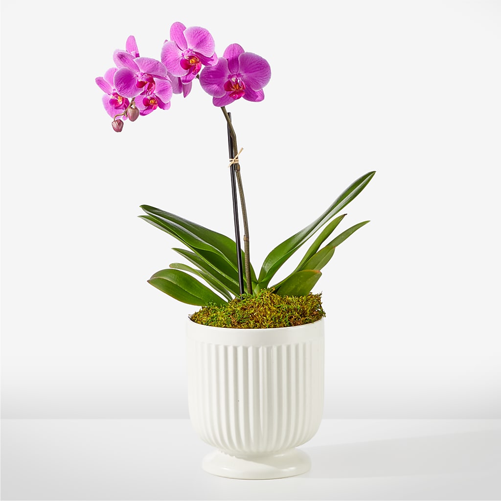 Friendly Fuchsia Orchid – Eaton Floral Inc, Eaton OH