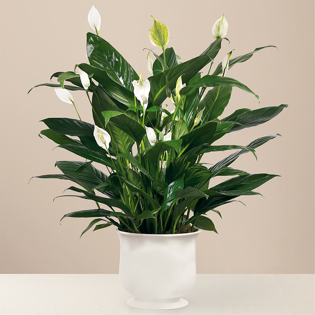 Comfort Planter – Eaton Floral Inc, Eaton OH