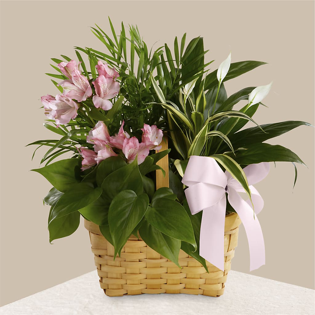 Living Spirit Dishgarden – Eaton Floral Inc, Eaton OH