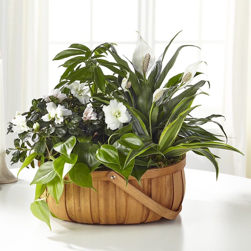 Serene Dishgarden – Eaton Floral Inc, Eaton OH