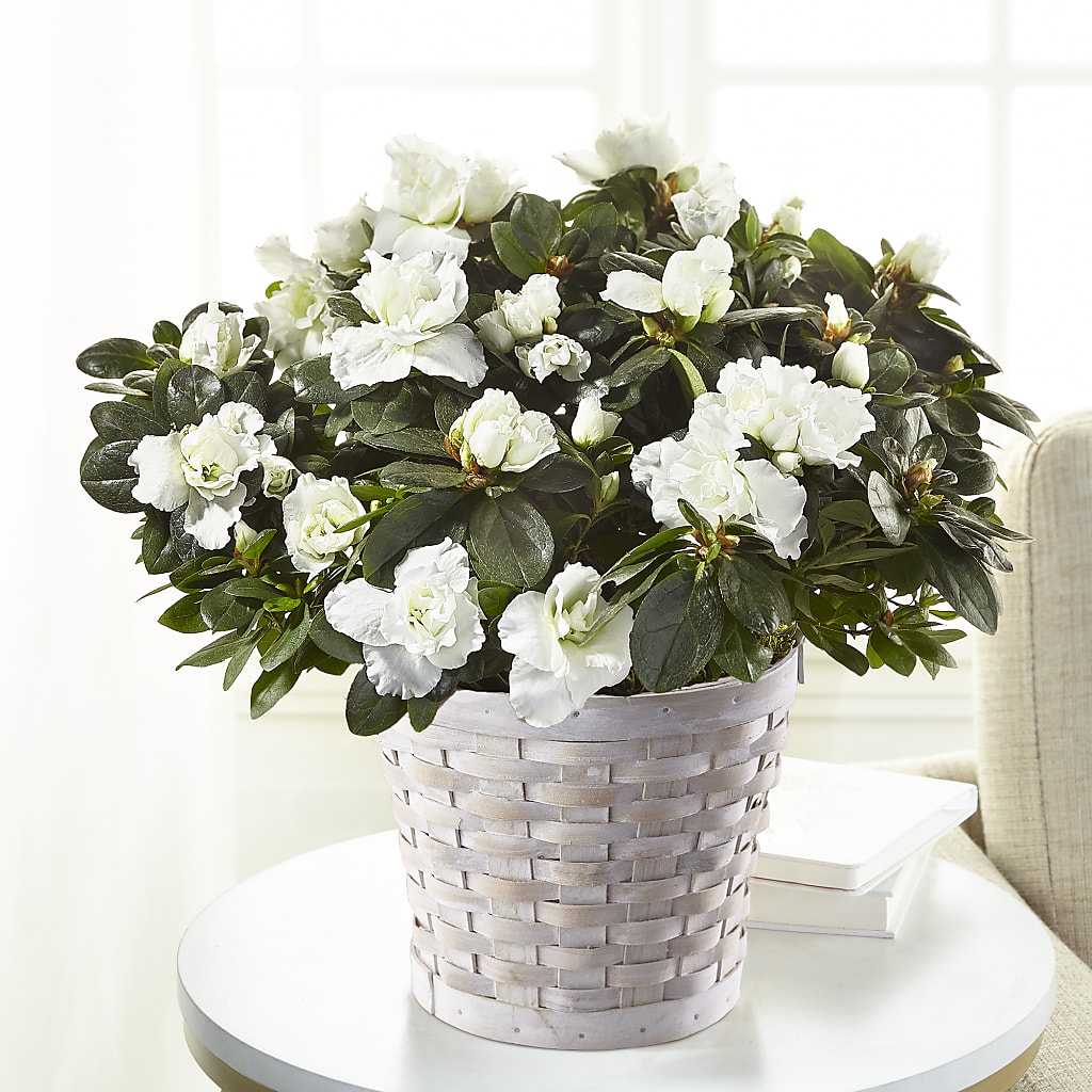 White Azalea Plant – Eaton Floral Inc, Eaton OH