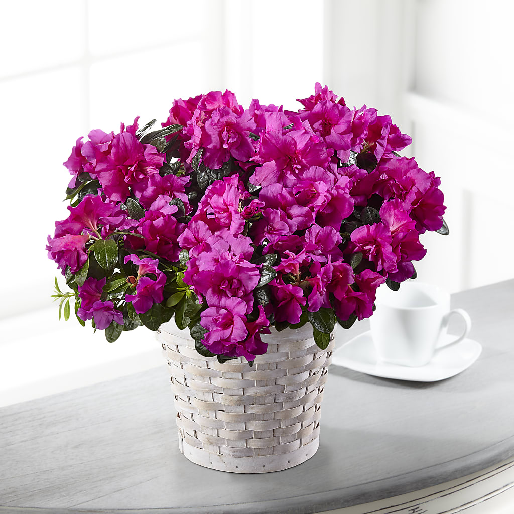 Hope & Serenity Azalea Plant – Eaton Floral Inc, Eaton OH
