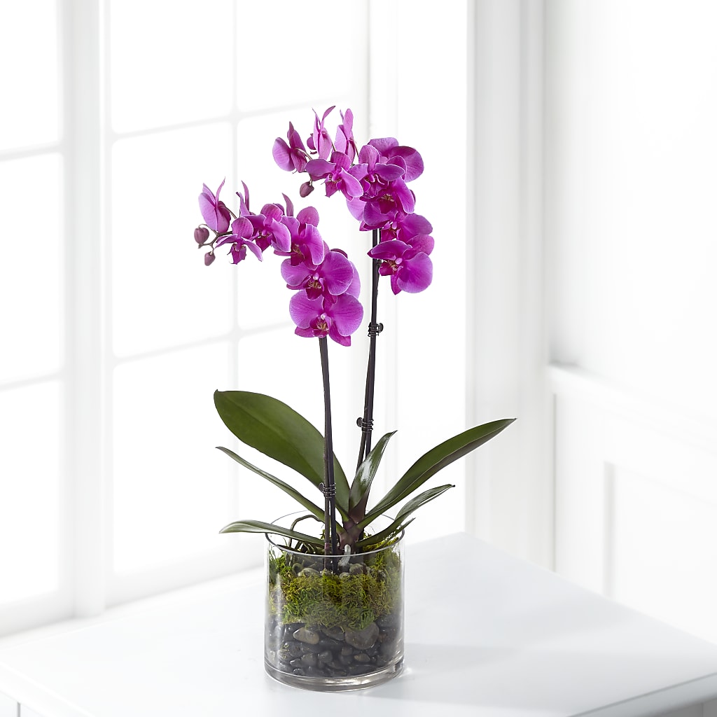 Pink Orchid Plant – Eaton Floral Inc, Eaton OH