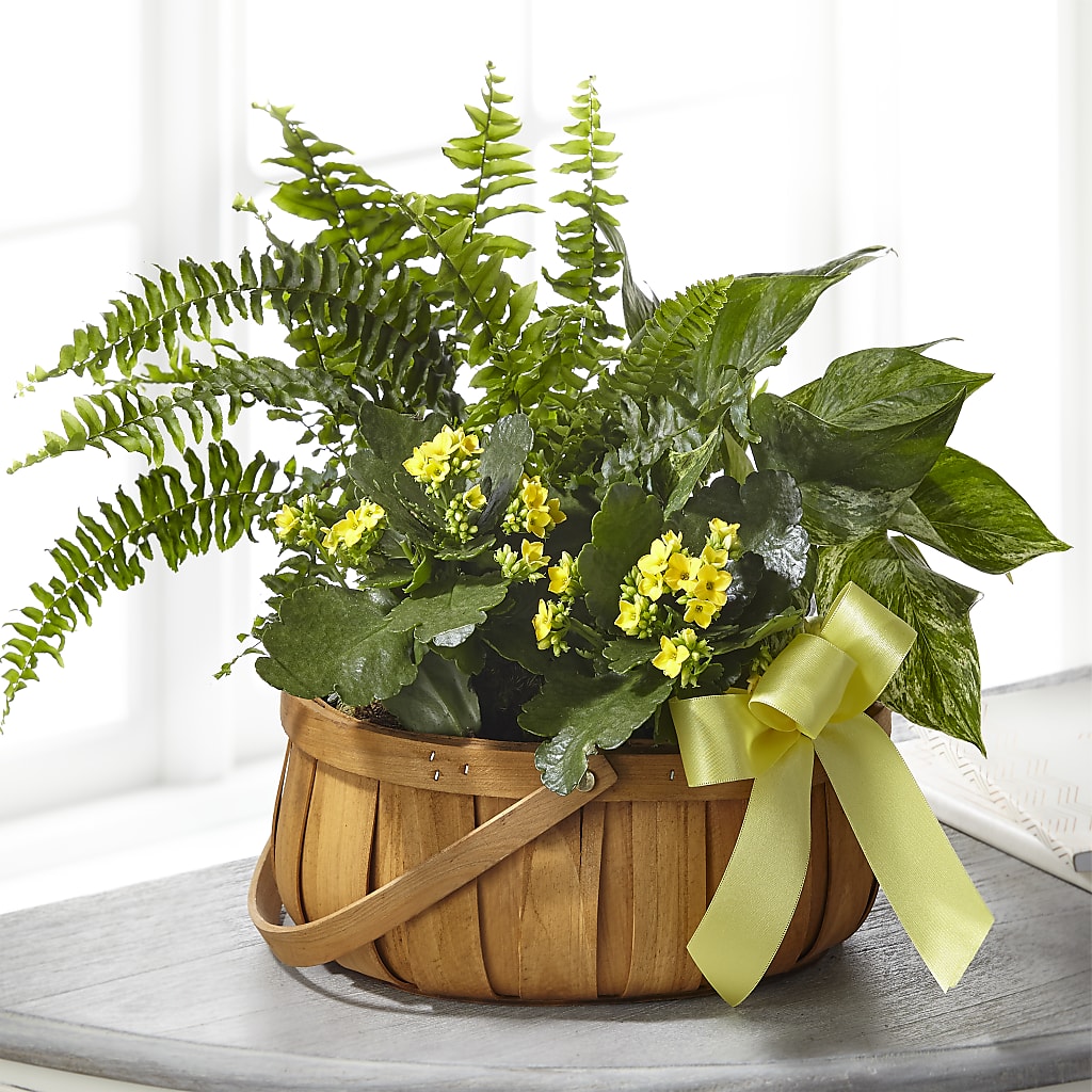 Always Dear Dishgarden – Eaton Floral Inc, Eaton OH