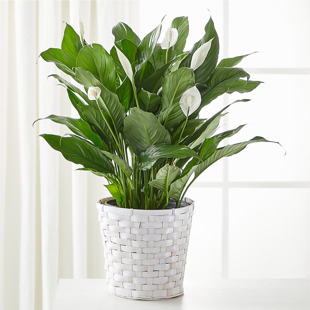A New Leaf Peace Lily – Eaton Floral Inc, Eaton OH