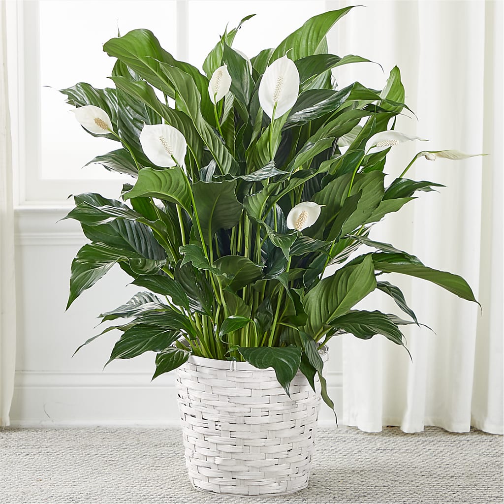 A New Leaf Peace Lily – Eaton Floral Inc, Eaton OH