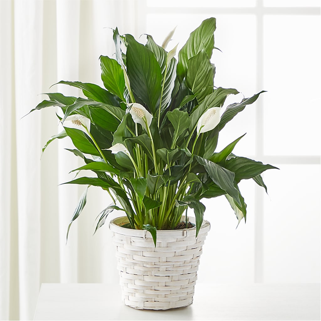 A New Leaf Peace Lily – Eaton Floral Inc, Eaton OH