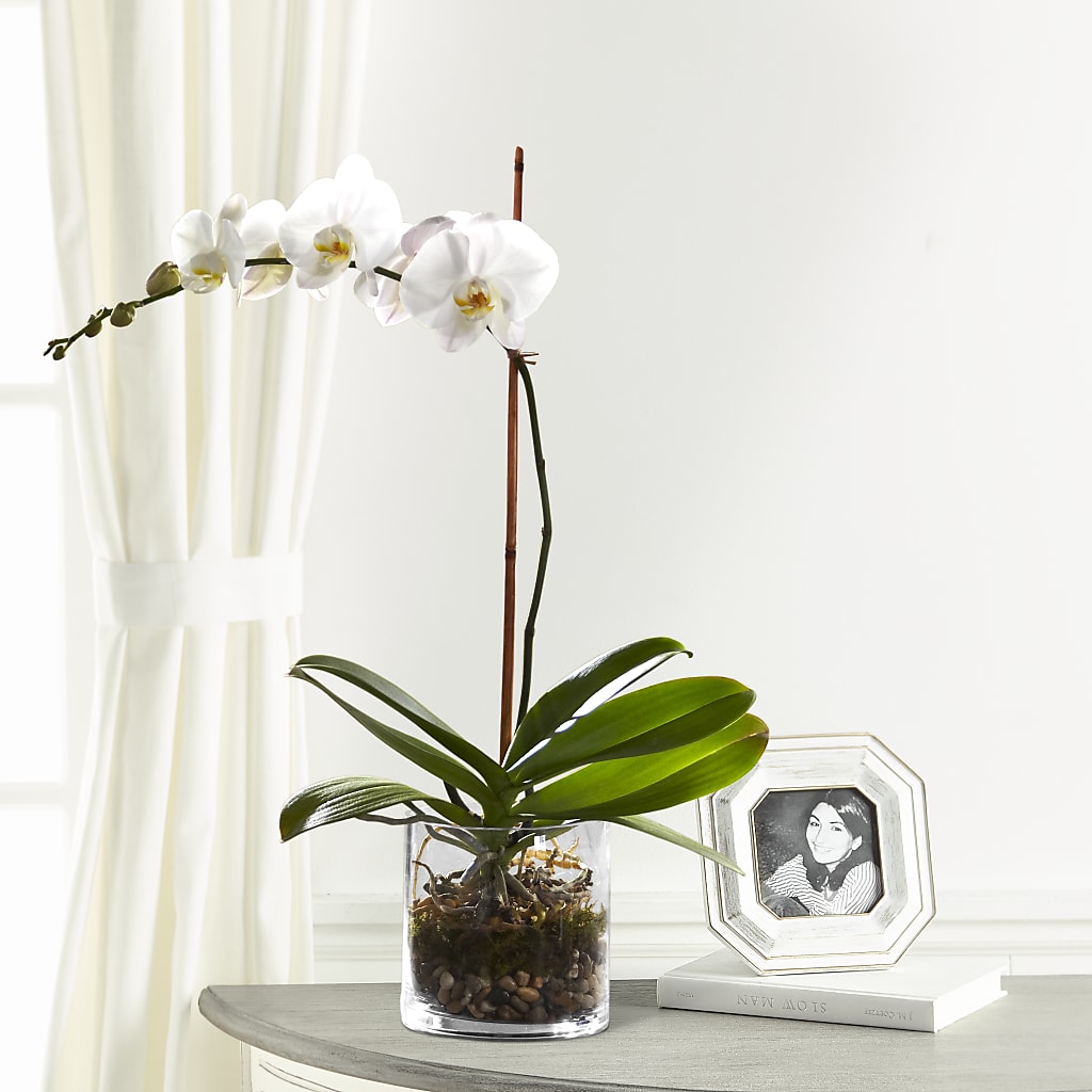 White Orchid Planter – Eaton Floral Inc, Eaton OH