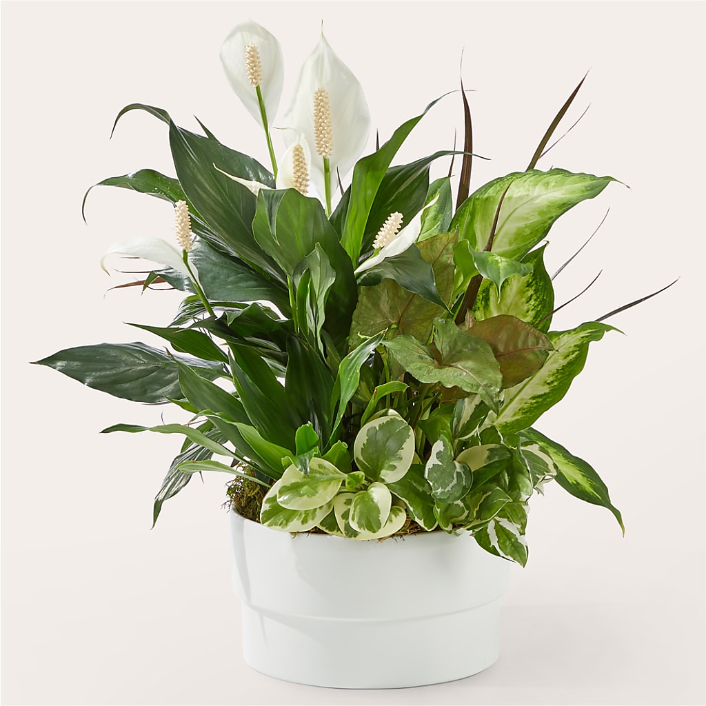 Radiating Positivity Dishgarden – Eaton Floral Inc, Eaton OH