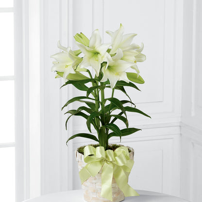 Easter Lily Plant –  Eaton Floral Inc, Eaton OH