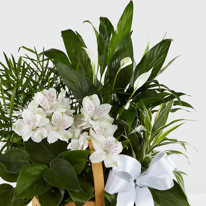 Peace & Serenity Dishgarden –  Eaton Floral Inc, Eaton OH