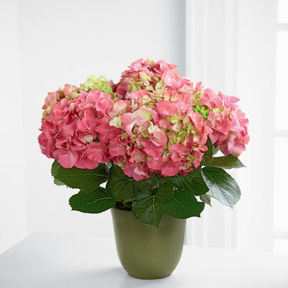 Pink Hydrangea Planter –  Eaton Floral Inc, Eaton OH