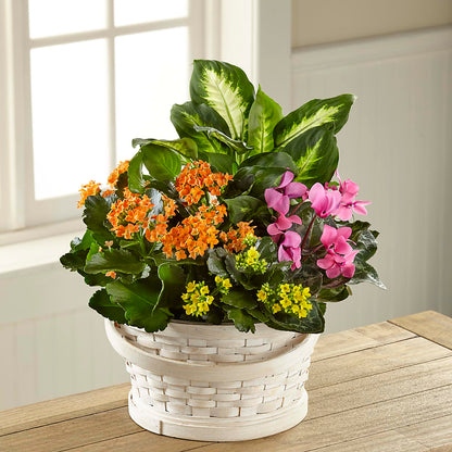 Color Crush Dishgarden –  Eaton Floral Inc, Eaton OH