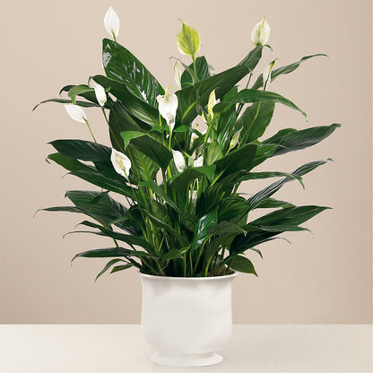 Comfort Planter –  Eaton Floral Inc, Eaton OH