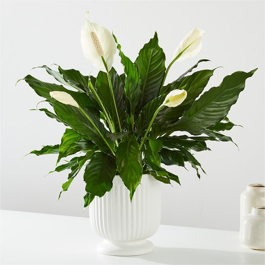 Comfort Planter –  Eaton Floral Inc, Eaton OH
