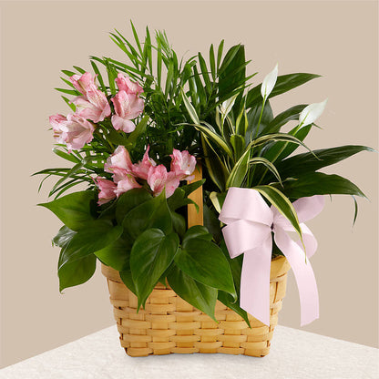 Living Spirit Dishgarden –  Eaton Floral Inc, Eaton OH
