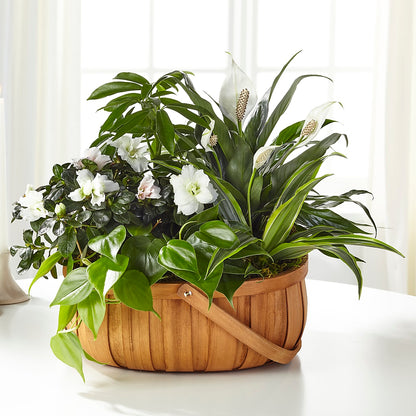 Serene Dishgarden –  Eaton Floral Inc, Eaton OH