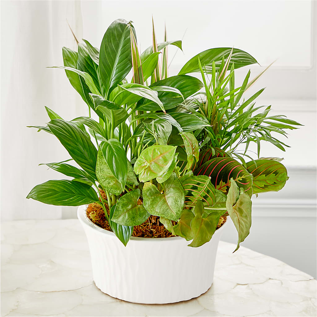 Balance & Harmony Dishgarden –  Eaton Floral Inc, Eaton OH