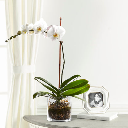 White Orchid Planter –  Eaton Floral Inc, Eaton OH